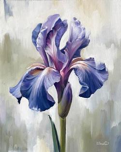 Цветы, Ирисы